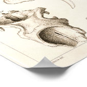 哺乳類のスカル獣医管理の解剖学プリント ポスター (角)