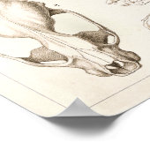 哺乳類の獣医解剖学スカルプリント ポスター (角)