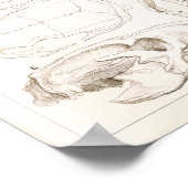 哺乳類の獣医解剖学スカルプリント ポスター (角)