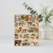 哺乳類の王国 ポストカード (スタンド正面)