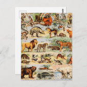 哺乳類の王国 ポストカード (正面/裏面)