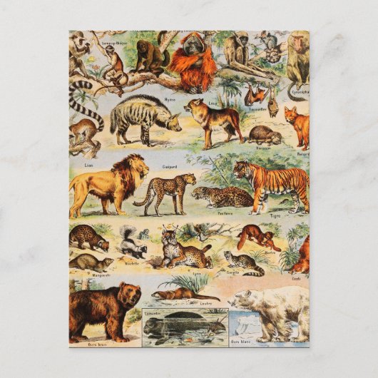 哺乳類の王国 ポストカード (正面)