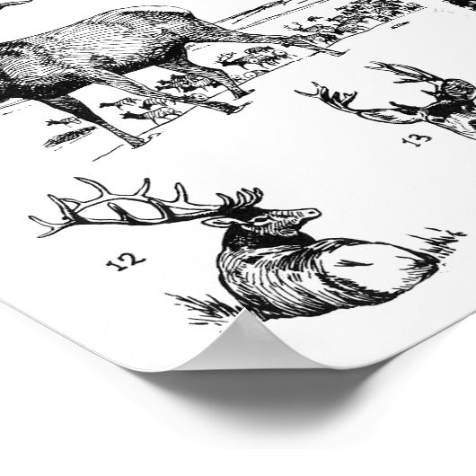 哺乳類ポスター ポスター (角)