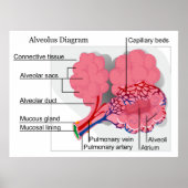 哺乳類肺胞図 ポスター (正面)