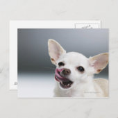 唇を舐めている白いチワワ ポストカード (正面/裏面)