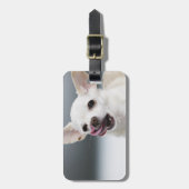 唇を舐めている白いチワワ ラゲッジタグ (正面縦)