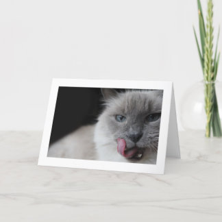 唇を舐めているRagdoll猫 カード