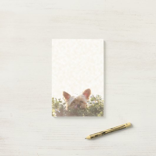 唇を舐める日曜日に置くヨークシャテリア ポストイット (デスク上)