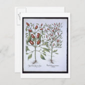 唐辛子の植物、'Hortus Eystettensiから ポストカード (正面/裏面)
