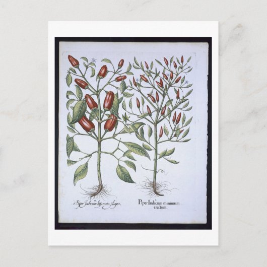 唐辛子の植物、'Hortus Eystettensiから ポストカード (正面)