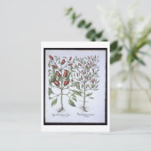唐辛子の植物、'Hortus Eystettensiから ポストカード (スタンド正面)