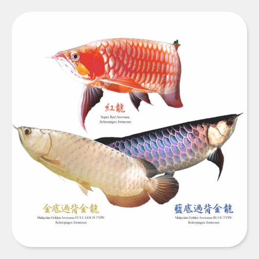 商品をカスタマイズする スクエアシール (正面)