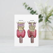 喉頭と軟骨による甲状腺の解剖学 ポストカード (スタンド正面)