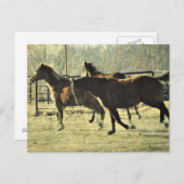 喜びの馬 ポストカード (正面/裏面)