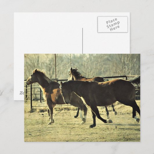 喜びの馬 ポストカード (正面/裏面)