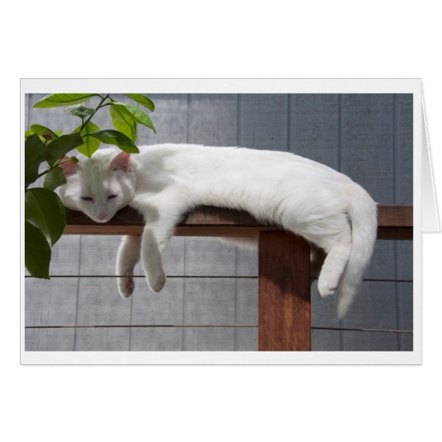 喜劇的な子ネコの空白のなカードシリーズ (正面横)