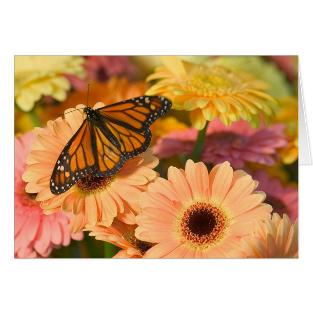 喪に服す蝶 (正面横)