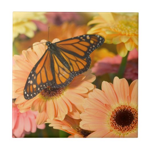 喪に服す蝶 タイル (正面)