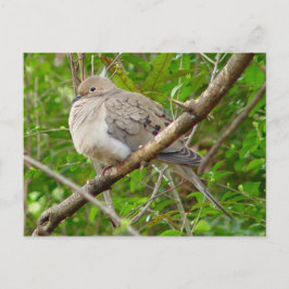 喪中ハト鳥はがき ポストカード