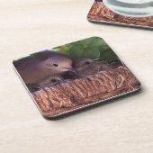嘆く鳩のひな鳥の野性生物動物 コースター (左側)