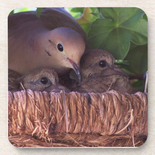 嘆く鳩のひな鳥の野性生物動物 コースター