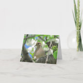 嘆く鳩の挨拶またはメッセージカード#81 カード (正面)