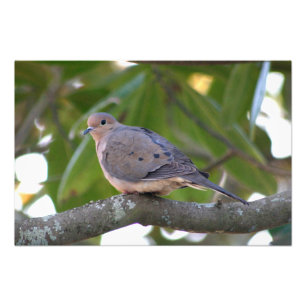 嘆く鳩 フォトプリント