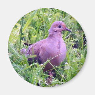嘆く鳩 マグネット