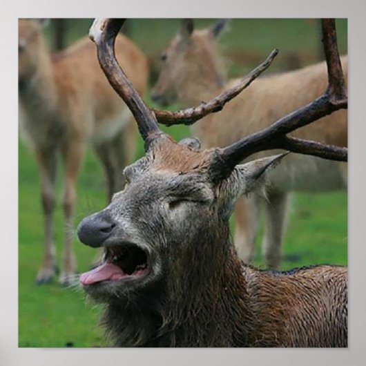 嘔吐している鹿： ポスター (正面)