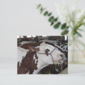 噛み牛 ポストカード (スタンド正面)