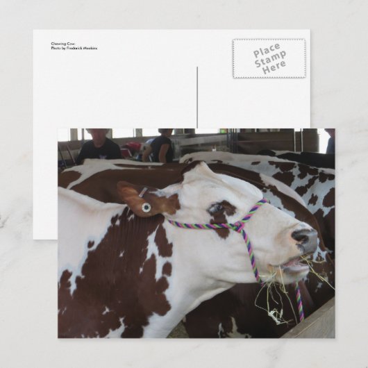 噛み牛 ポストカード (正面/裏面)