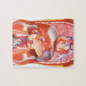 器官が付いている人間の胴の体モデル ジグソーパズル (横)