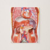 器官が付いている人間の胴の体モデル ジグソーパズル (縦)