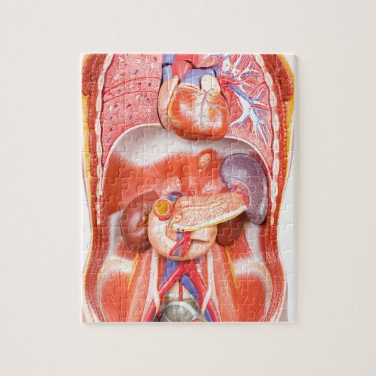器官が付いている人間の胴の体モデル ジグソーパズル (縦)
