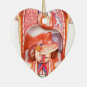 器官が付いている人間の胴の体モデル セラミックオーナメント (右)