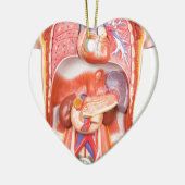 器官が付いている人間の胴の体モデル セラミックオーナメント (左)