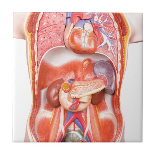 器官が付いている人間の胴の体モデル タイル (正面)