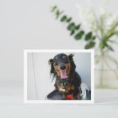 噴水のダクシュント ポストカード (スタンド正面)