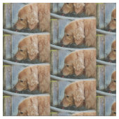 噴水の飲んでいるゴールデン・リトリーバー背部から ファブリック (クローズアップ)