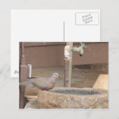 噴水を掘る ポストカード (正面/裏面)