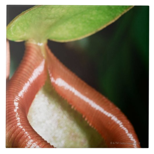 嚢状葉植物のクローズアップ タイル (正面)