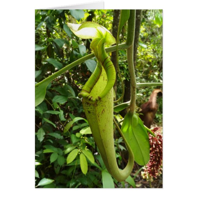 嚢状葉植物の食虫植物 (正面)