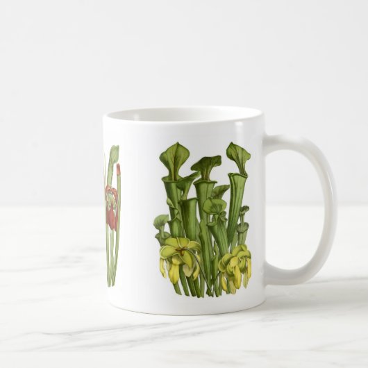 嚢状葉植物 コーヒーマグカップ (右)