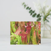 嚢状葉植物 ポストカード (スタンド正面)