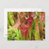 嚢状葉植物 ポストカード (正面/裏面)