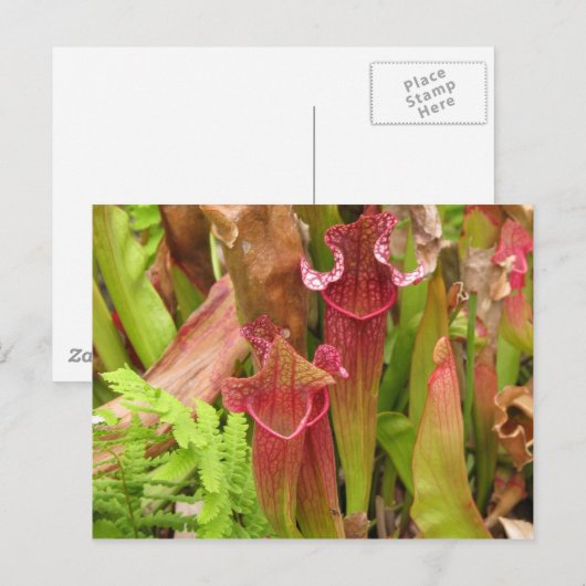 嚢状葉植物 ポストカード (正面/裏面)