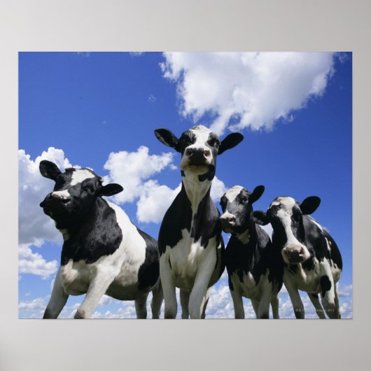 四つの子牛の虫の目ビュー ポスター (正面)