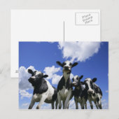 四つの子牛の虫の目ビュー ポストカード (正面/裏面)