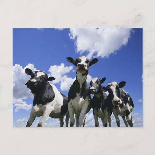 四つの子牛の虫の目ビュー ポストカード (正面)