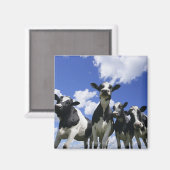 四つの子牛の虫の目ビュー マグネット (正面/裏面)